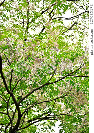 中國楝樹 中國楝花 中國楝樹 127085178