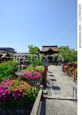 Rokusonno Shrine Azalea Rokusonno Shrine Azalea 127085285