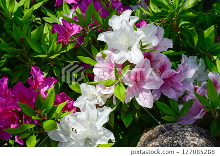 六孫王神社杜鵑花 六孫王神社杜鵑花 127085288