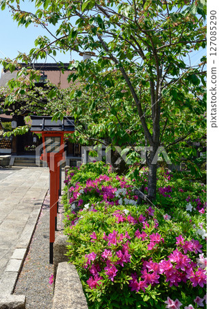 Rokusonno Shrine Azalea Rokusonno Shrine Azalea 127085290