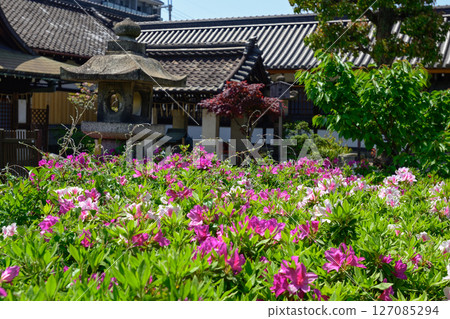 Rokusonno Shrine Azalea 127085294