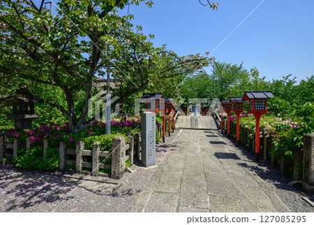 Rokusonno Shrine Azalea Rokusonno Shrine Azalea 127085295