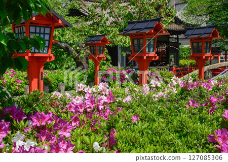 Rokusonno Shrine Azalea Rokusonno Shrine Azalea 127085306