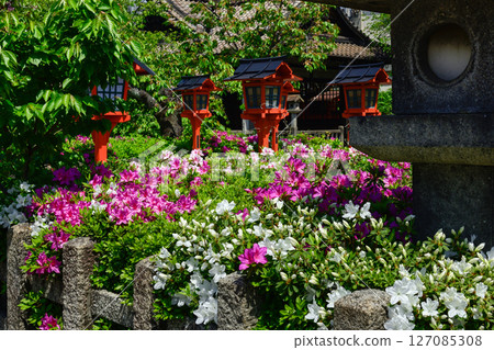 Rokusonno Shrine Azalea 127085308
