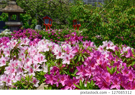 Rokusonno Shrine Azalea Rokusonno Shrine Azalea 127085312