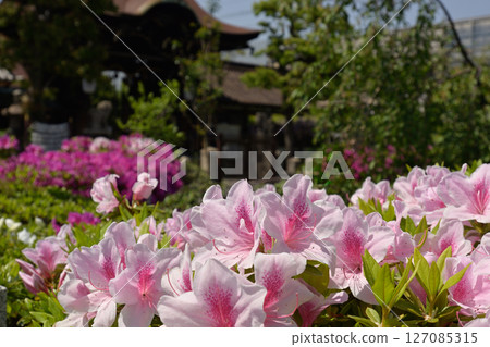 Rokusonno Shrine Azalea 127085315