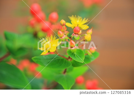 Cute flower Cute flower 127085316