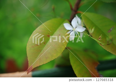  White flower 127085318