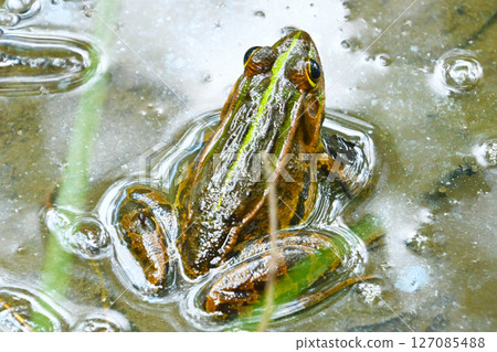 Tonosawa frog 127085488