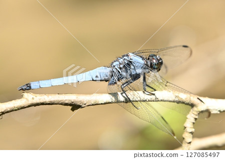 椰子殼 椰子殼 127085497