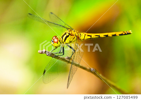 Maikoakane 127085499