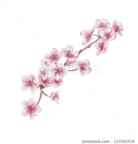 Branch with cherry blossoms. Small pink flowers. Spring blossom. Sakura blossoms. Watercolor illustration without background. Hand drawing. Cherry blossom festival. High quality illustration 127085558
