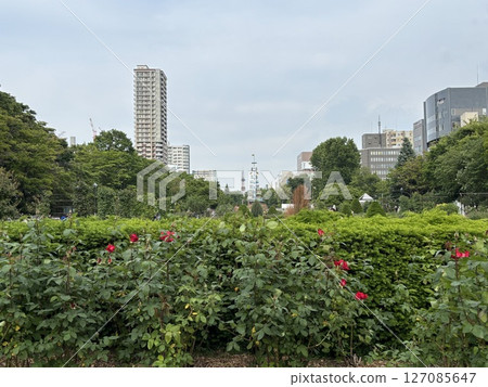Sapporo cityscape from the rose garden 127085647