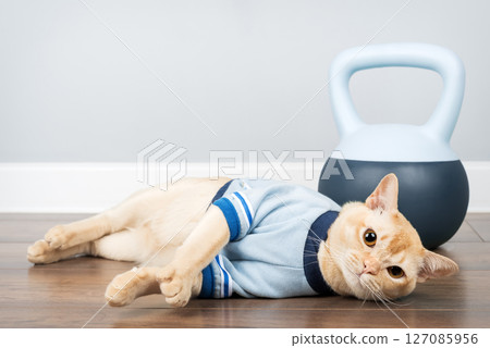 Burmese cat near soft kettlebell in minimalist room interior. 127085956