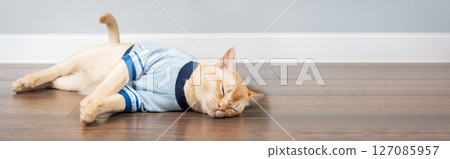 Burmese cat in a T-shirt sleeping on the floor. 127085957