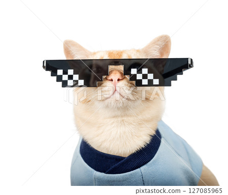 Burmese cat wearing pixelated glasses and a blue T-shirt. 127085965