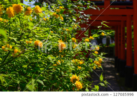 六園野神社的分社:陸野稻荷神社與山吹 六園野神社的分社:陸野稻荷神社與山吹 127085996