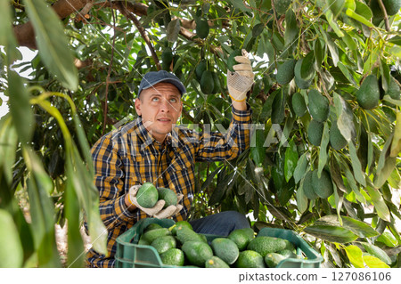 Confident man harvesting ripe green avocado at fruit farm 127086106