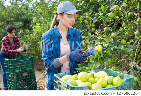 Female farm workers picking ripe lemons in garden 127086120