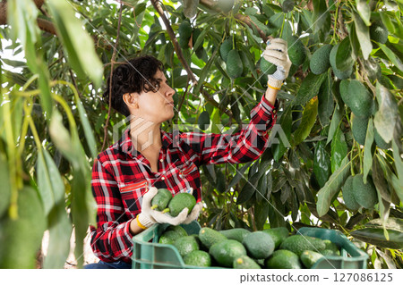 Positive farmer woman picking avocados in garden 127086125