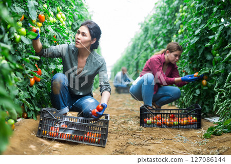 Female farm worker gathering crop of organic tomatoes cultivar 127086144