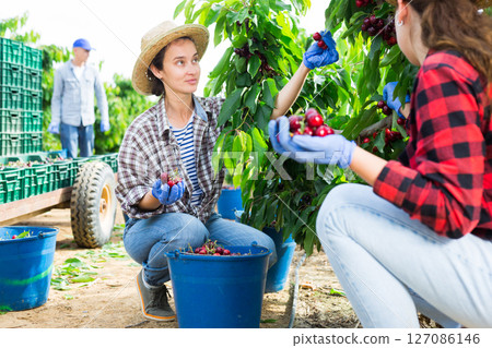 Middle aged woman picking cherries in fruit garden 127086146