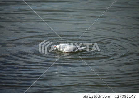 荒尾市港野生鳥類， 127086148