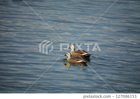 Arao City Port Wild Birds, Arao City Port Wild Birds, 127086153