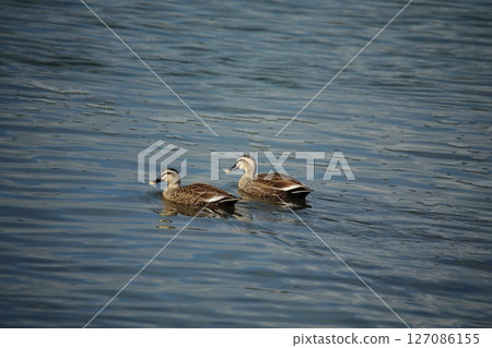 荒尾市港野生鳥類， 127086155
