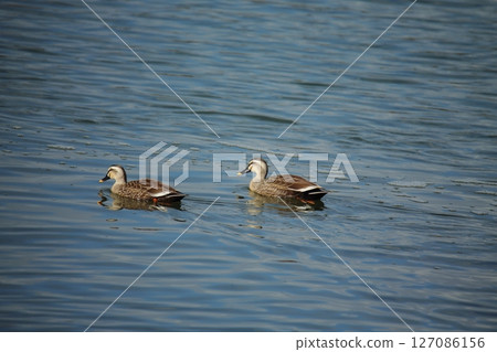 荒尾市港野生鳥類， 127086156