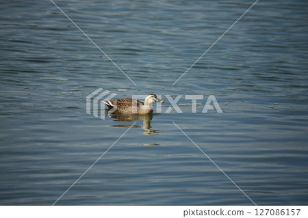 荒尾市港野生鳥類， 127086157