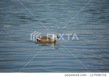荒尾市港野生鳥類， 127086158