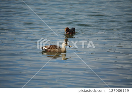 Arao City Port Wild Birds, 127086159