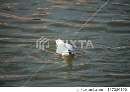 Arao City Port Wild Birds, 127086160