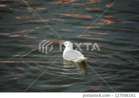 Arao City Port Wild Birds, 127086161