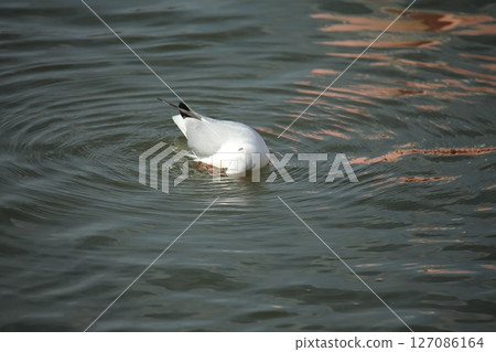 荒尾市港野生鳥類， 127086164