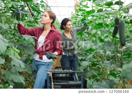 Female farm worker gathering crop of cucumbers in hothouse Female farm worker gathering crop of cucumbers in hothouse 127086168