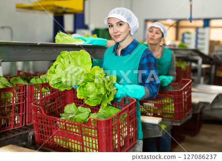 Positive woman working at vegetable warehouse, checking lettuce in boxes before storage or delivery to stores Positive woman working at vegetable warehouse, checking lettuce in boxes before storage or delivery to stores 127086237