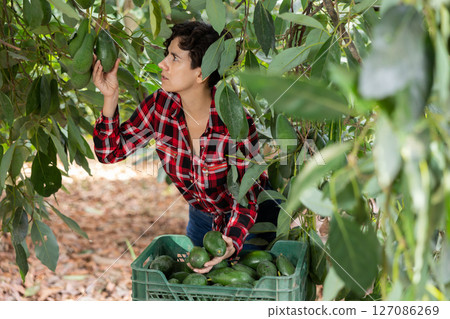 Positive farmer woman picking avocados in garden Positive farmer woman picking avocados in garden 127086269