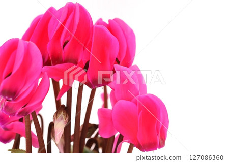 Cyclamen winter flower pink light background 127086360