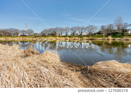 Binnuma Lake in Binnuma Nature Park, Fujimi City, Saitama Prefecture 127086378