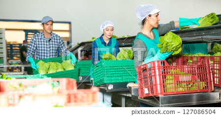 Women and man sorting lettuce in vegetable factory 127086504