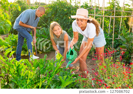 Family of three working in kitchen garden. Family of three working in kitchen garden. 127086702