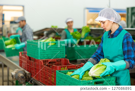 Female employee in uniform inspecting quality of lettuce in box at sorting factory 127086891
