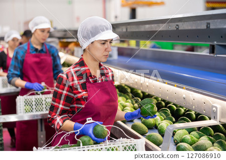 Hispanic woman sorting and packing ripe Hass avocados Hispanic woman sorting and packing ripe Hass avocados 127086910