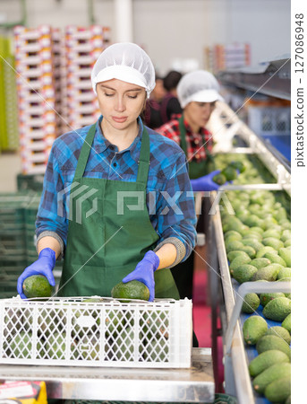 Workwoman sorting and packing Hass avocados on conveyor line 127086948