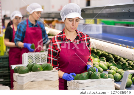 Women hardworking in agricultural facility, sorting avocado at conveyor Women hardworking in agricultural facility, sorting avocado at conveyor 127086949