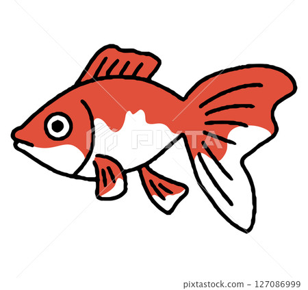 goldfish hand drawn illustration goldfish hand drawn illustration 127086999