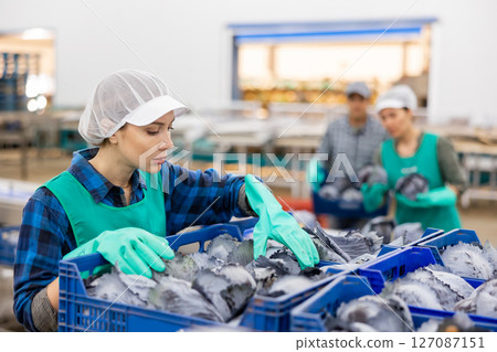 Young workwoman arranging red cabbages in boxes on sorting line 127087151