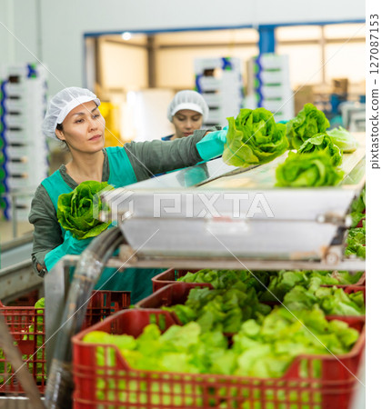 Woman sorting fresh lettuce in vegetable factory Woman sorting fresh lettuce in vegetable factory 127087153